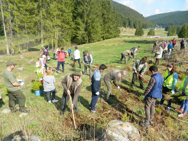 Acţiunea de împădurire a avut loc zilele trecute în zona de munte a judeţului Suceava, la iniţiativa celor de la Ocolul Silvic Cârlibaba