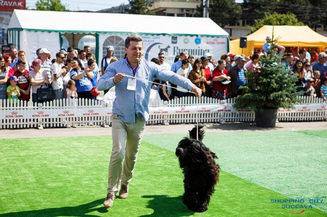 Sute de câini de rasă, din ţară şi de peste hotare, într-un spectacol deosebit, la Bucovina Dog Show 2018