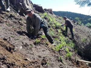 Acțiune de plantare a Gărzii Forestiere Suceava, în comuna Brodina