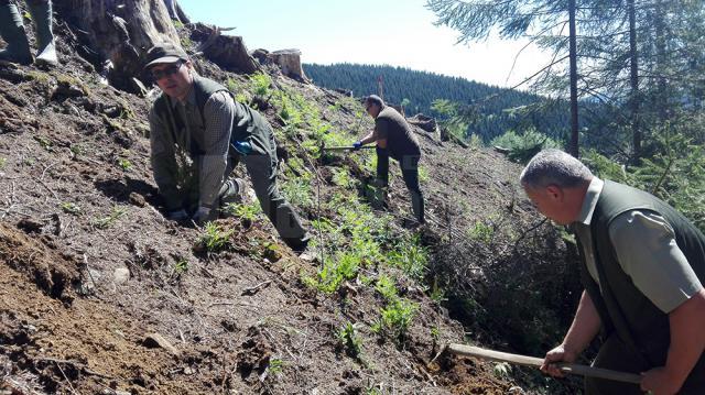 Acțiune de plantare a Gărzii Forestiere Suceava, în comuna Brodina