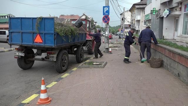 Şapte copaci de pe strada Petru Rareş au fost tăiaţi