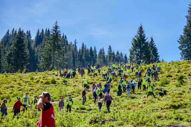 Aproape 600 de voluntari au plantat 6.340 de puieți de molid, brad și larice în Călimani