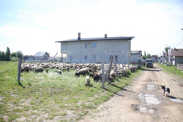 Oile pășunează printre case