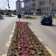 250.000 de rasaduri au fost plantate recent de angajații Primăriei Suceava