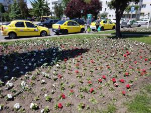 250.000 de rasaduri au fost plantate recent de angajații Primăriei Suceava 2