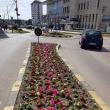 250.000 de răsaduri au fost plantate luna aceasta, pentru a face Suceava un oraș al florilor