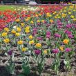 Feerie de culori în Suceava, la înflorirea lalelelor , în această primăvară