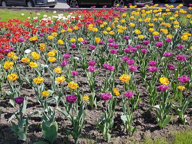 Feerie de culori în Suceava, la înflorirea lalelelor , în această primăvară