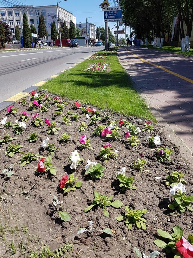 Peste 300.000 de flori împodobesc străzile Sucevei în această primăvară