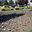 Peste 300.000 de flori împodobesc străzile Sucevei în această primăvară