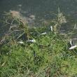 Peste o sută de kilograme de peşte mort, adunat de pe o porțiune de doi kilometri a râului Suceava