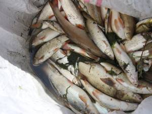 Peste o sută de kilograme de peşte mort, adunat de pe o porțiune de doi kilometri a râului Suceava