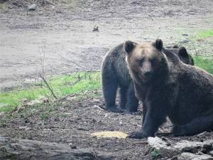 Urşi filmaţi în timp ce se hrănesc