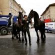 O trăsură cu doi cai frizieni, invitatul surpriză la Salonul Auto Bucovina