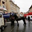 O trăsură cu doi cai frizieni, invitatul surpriză la Salonul Auto Bucovina