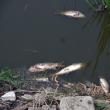 Peştii morţi plutesc pe apa iazului