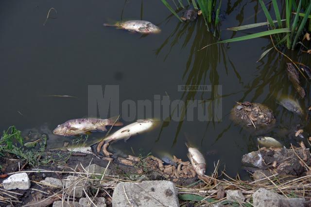 Peştii morţi plutesc pe apa iazului