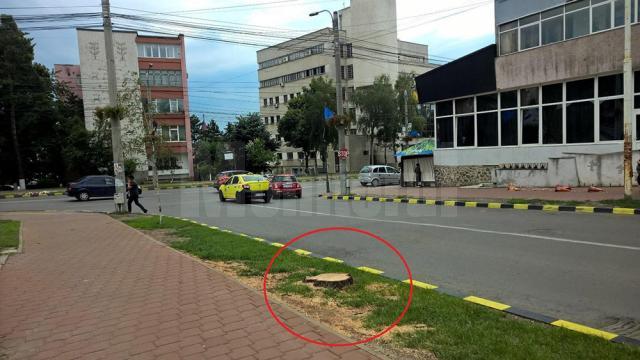 Primarul Ion Lungu, acuzat că face defrişări după bunul plac în municipiul Suceava