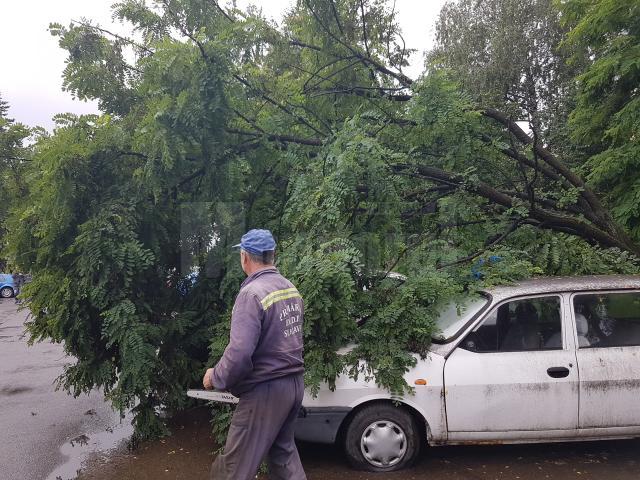Copacul cazut peste masini a fost indepartat de echipele de interventie de la Primarie