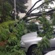 Copacul cazut peste masini a fost indepartat de echipele de interventie de la Primarie 2