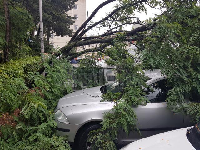 Copacul cazut peste masini a fost indepartat de echipele de interventie de la Primarie 2