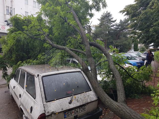Copacul cazut peste masini a fost indepartat de echipele de interventie de la Primarie 3