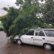 Copac prăbuşit peste maşini, pe strada Vasile Bumbac