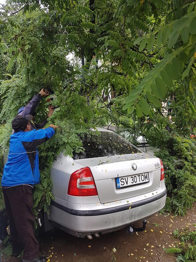 Copac căzut peste maşini, în spatele magazinului Bucovina