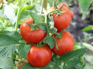 Tomate din producția nouă