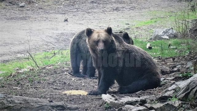 Urșii au atacat animalele domestice din gospodării și de la stâne, în zona de munte a județului