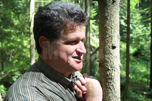 „Codrii Seculari valorează mai mult decât toți banii din lume” - șeful ocolului silvic Stulpicani, Radu Miroș