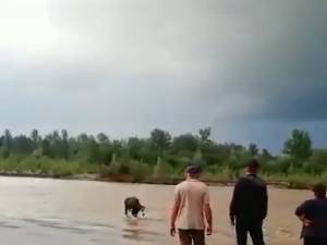Pompierii au salvat o vacă din mijlocul râului Suceava
