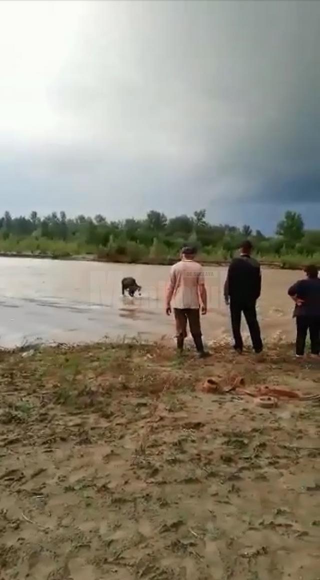 Pompierii au salvat o vacă din mijlocul râului Suceava
