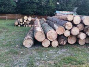 Material lemnos de aproape 50.000 lei, confiscat de polițiști de la o unitate de procesare a lemnului