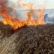 O combină care treiera grâu a provocat un puternic incendiu în lanul de cereale