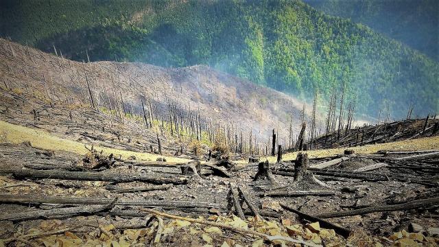 Incendiile forestiere în pădurile de stat, de şapte ori mai puţine decât anul trecut