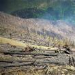Incendiile forestiere în pădurile de stat, de şapte ori mai puţine decât anul trecut
