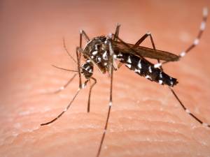 Majoritatea oamenilor prezintă o varietate de reacții în urma înțepăturii de țânțar