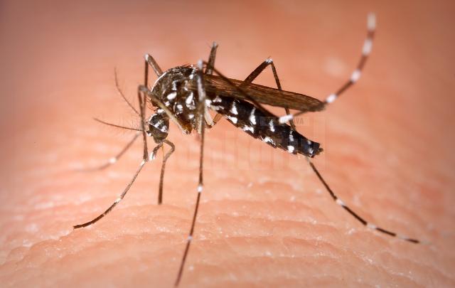 Majoritatea oamenilor prezintă o varietate de reacții în urma înțepăturii de țânțar