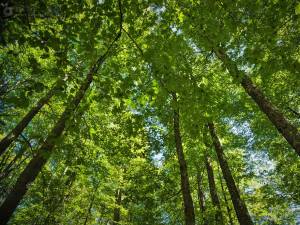 Pădurile gestionate de Direcţia Silvică Suceava au certificare FSC încă din 2016