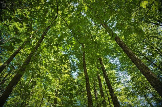 Pădurile gestionate de Direcţia Silvică Suceava au certificare FSC încă din 2016