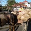 Unii crescători din zonele apropiate preferă să-și transporte singuri lâna la centrul de achiziţie
