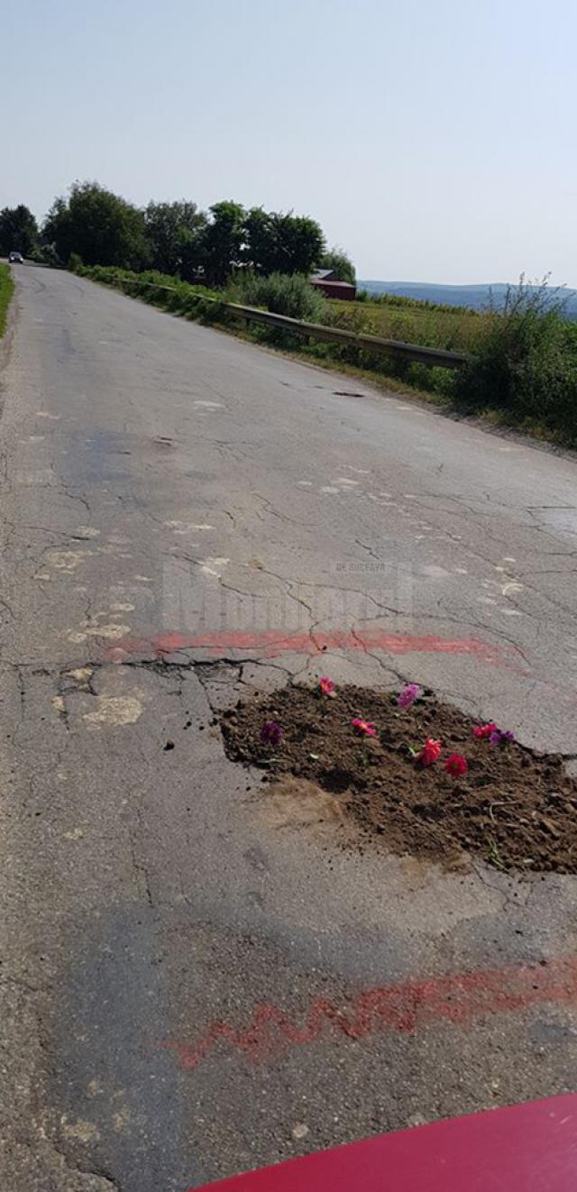 Locuitorii din Budeni - Dolhasca au plantat flori în gropile de pe drumul judeţean care face legătura cu Suceava