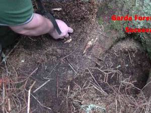Dosar penal pentru tăierea ilegală de arbori în Câmpulung Moldovenesc