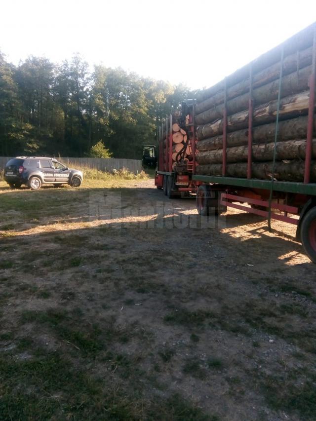 Transporturi ilegale de masă lemnoasă, depistate de Garda Forestieră în zona Boroia