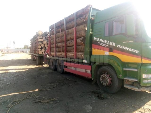 Transporturi ilegale de masă lemnoasă, depistate de Garda Forestieră în zona Boroia