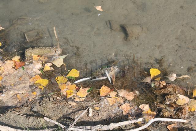 Peştii morţi găsiţi ieri pe râul Suceava, în zona industrială