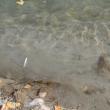 Peştii morţi găsiţi ieri pe râul Suceava, în zona industrială