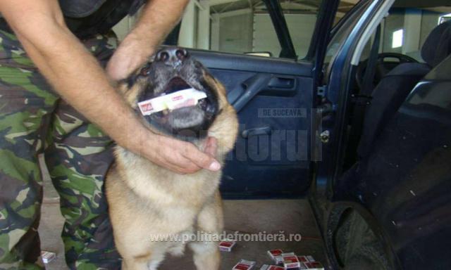 Câteva sute de pachete de țigări, descoperite de câinele polițist Nah