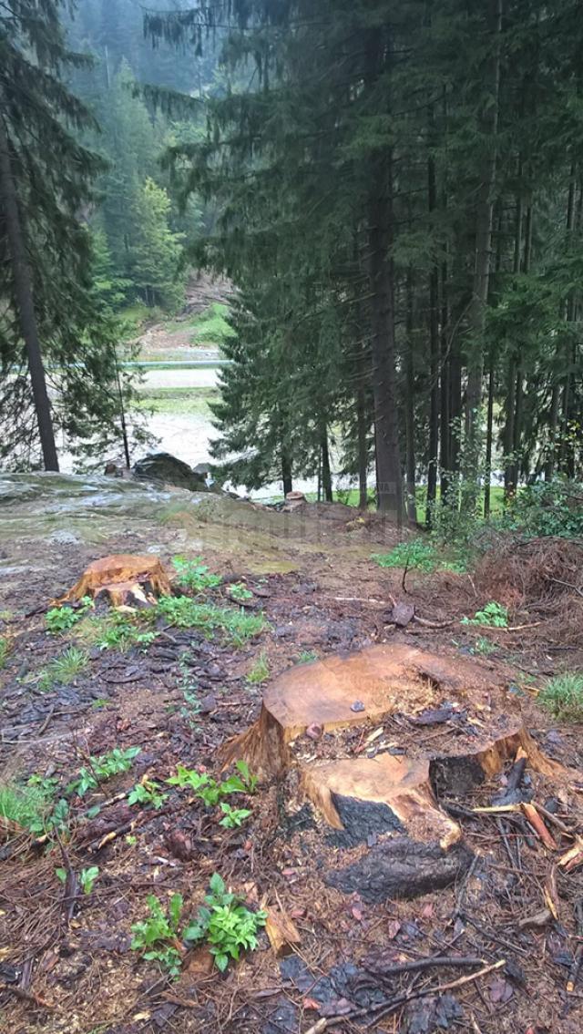 Imagine dezolantă, cu arbori tăiați și abandonați, lângă Chilia lui Daniil Sihastrul